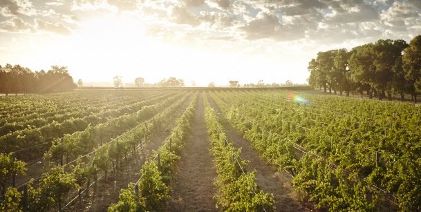 An Image of Vines from a Winery in Rutherglen